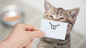 the-true-cost-of-pet-ownership