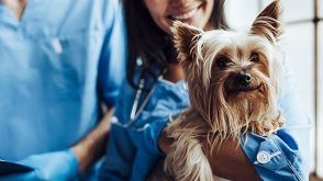 How To Pay For An Unexpected Vet Bill