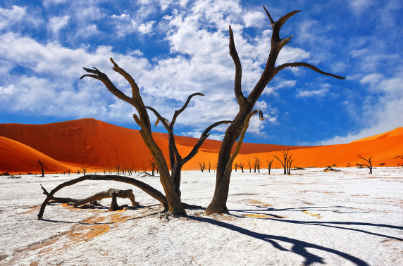 Deceased camel thorn trees in Namib-Naukluft Park’s Deadvlei, Namibia