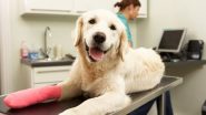 Embrace Pet Insurance Review: Full Coverage Pet Insurance With Customizable Premiums