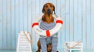 Pumpkin Pet Insurance Review: Keeping Pets Healthy All Year Long