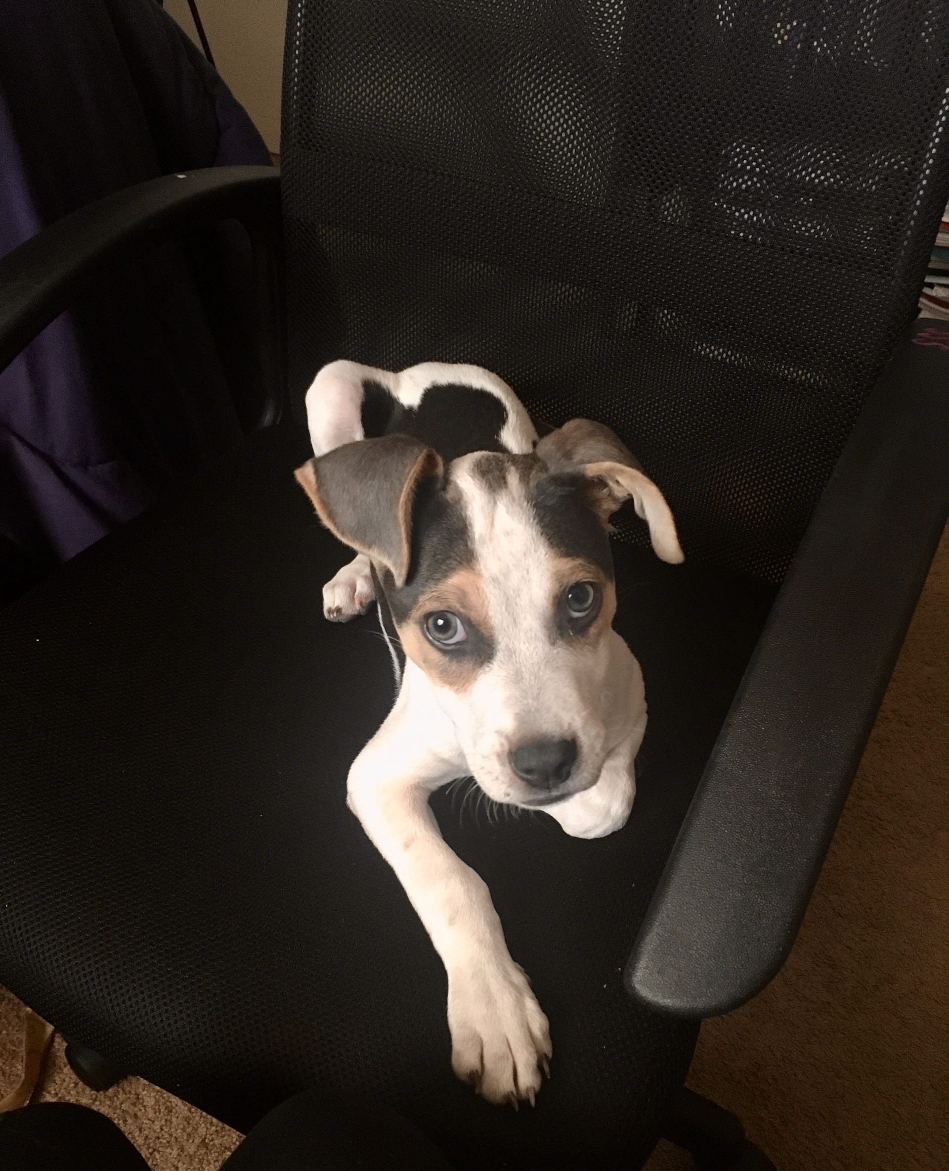 Pumpkin Pet Insurance Review - Pongo