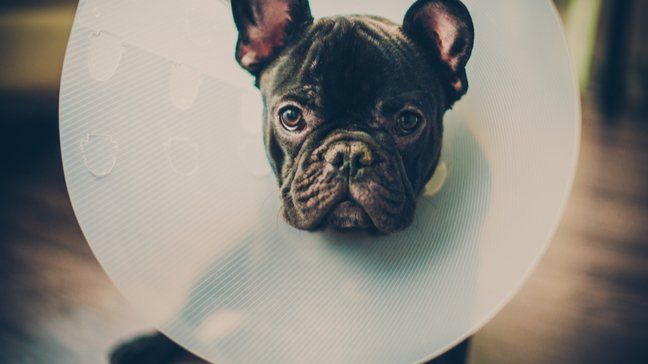 Should You Buy A Pet Insurance “Pawlicy”? - When Is Insurance For Your Pet Worth It - What is pet insurance?