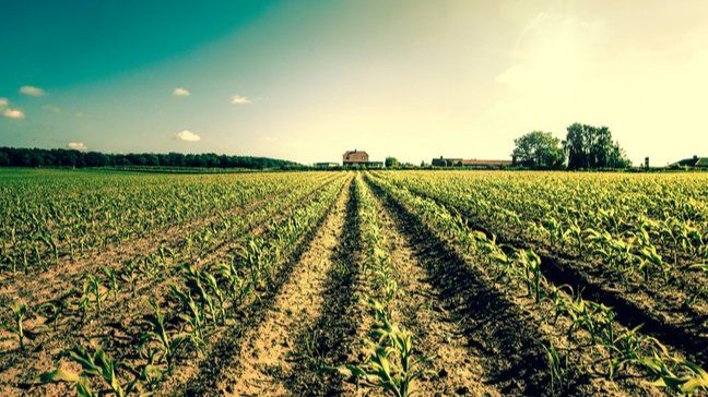 How I Used Local Farms To Slash My Food Bill - Local farms