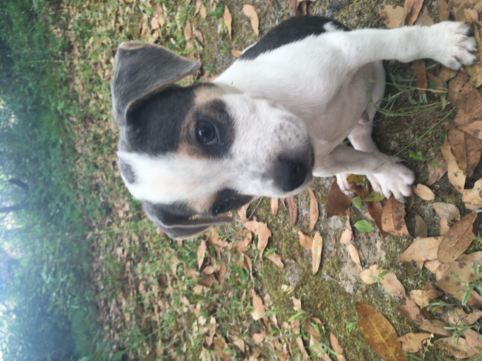 I Adopted A Pandemic Puppy - Here Is How Much It Has Cost Me So Far - Why I adopted a pandemic puppy