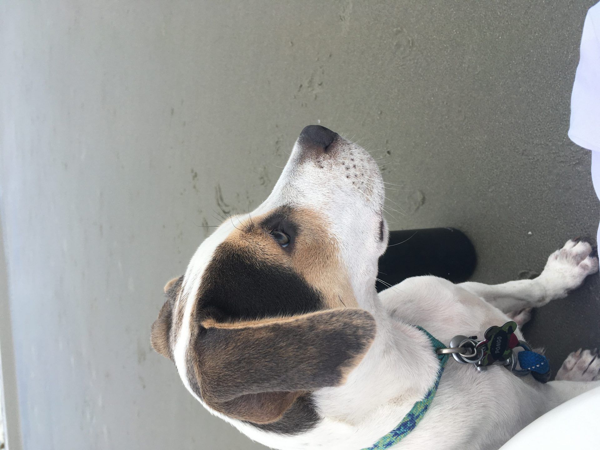 Saya Mengadopsi Anak Anjing Pandemi - Inilah Berapa Biaya Saya Sejauh Ini - Total biaya untuk mengadopsi anak anjing pandemi saya