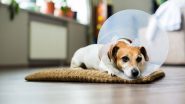 Protect Your Pet's Health With These 6 Best Pet Insurance Companies