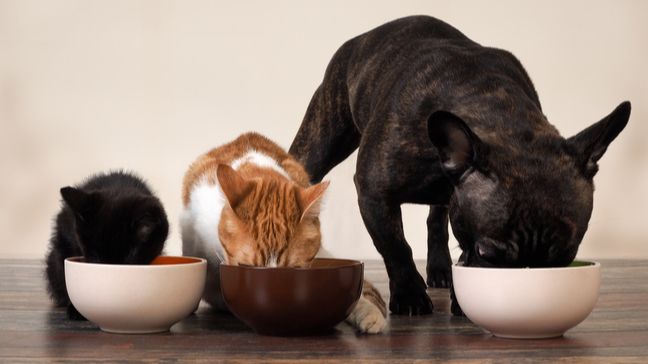 Millennials Are Extra Aware Of The Importance Of Pet Care - Here's Why - How have Millennials impacted the pet care industry?