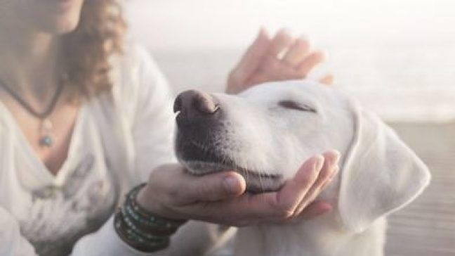 Millennials Are Extra Aware Of The Importance Of Pet Care