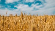how to invest in wheat futures