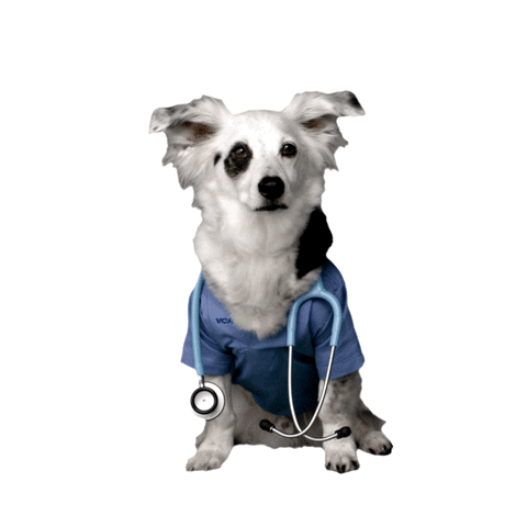 Cute dog in doctor's outfit