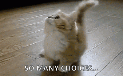 Cat marveling at having 'so many choices'