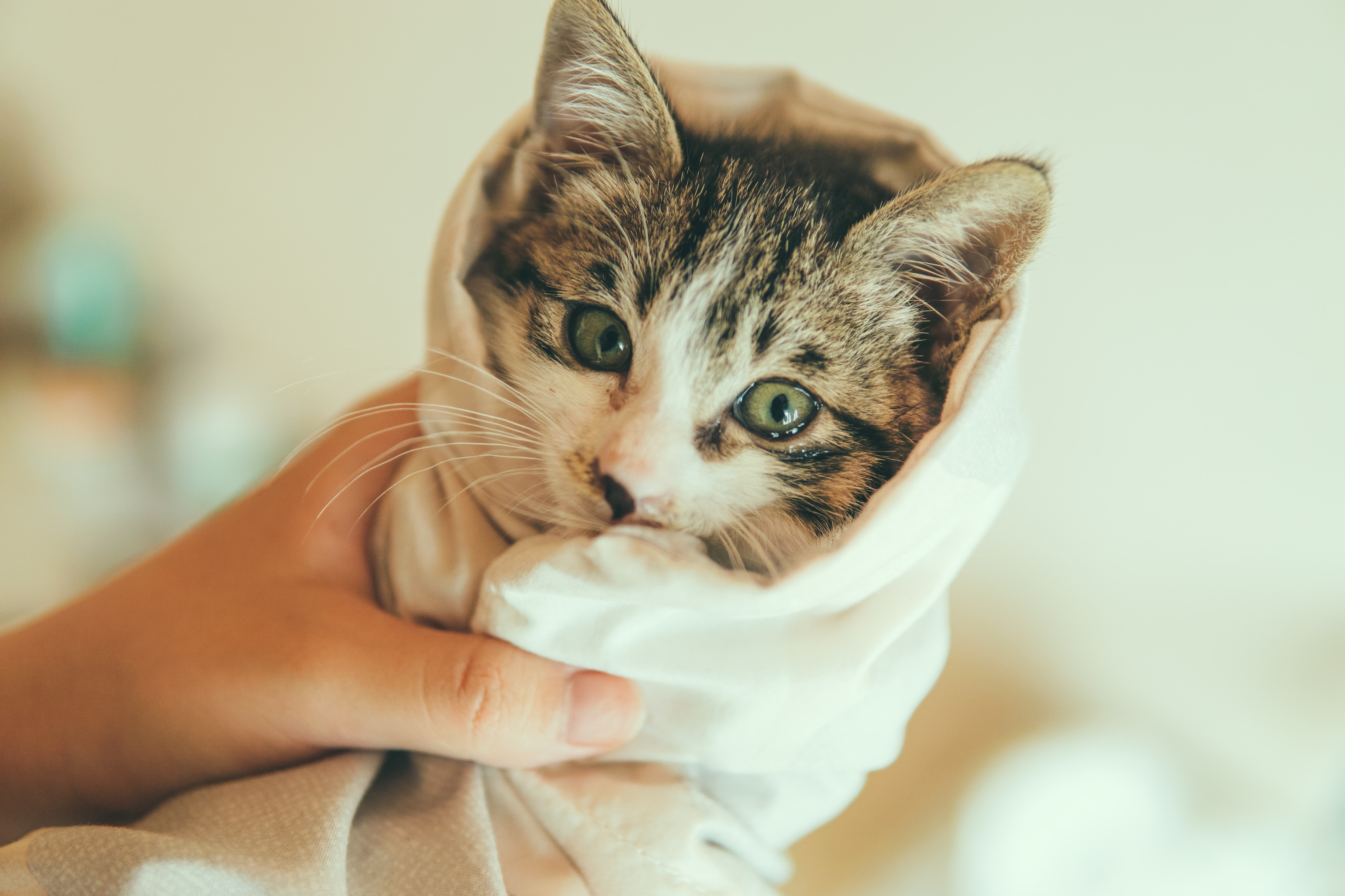 cat wrapped in blanket