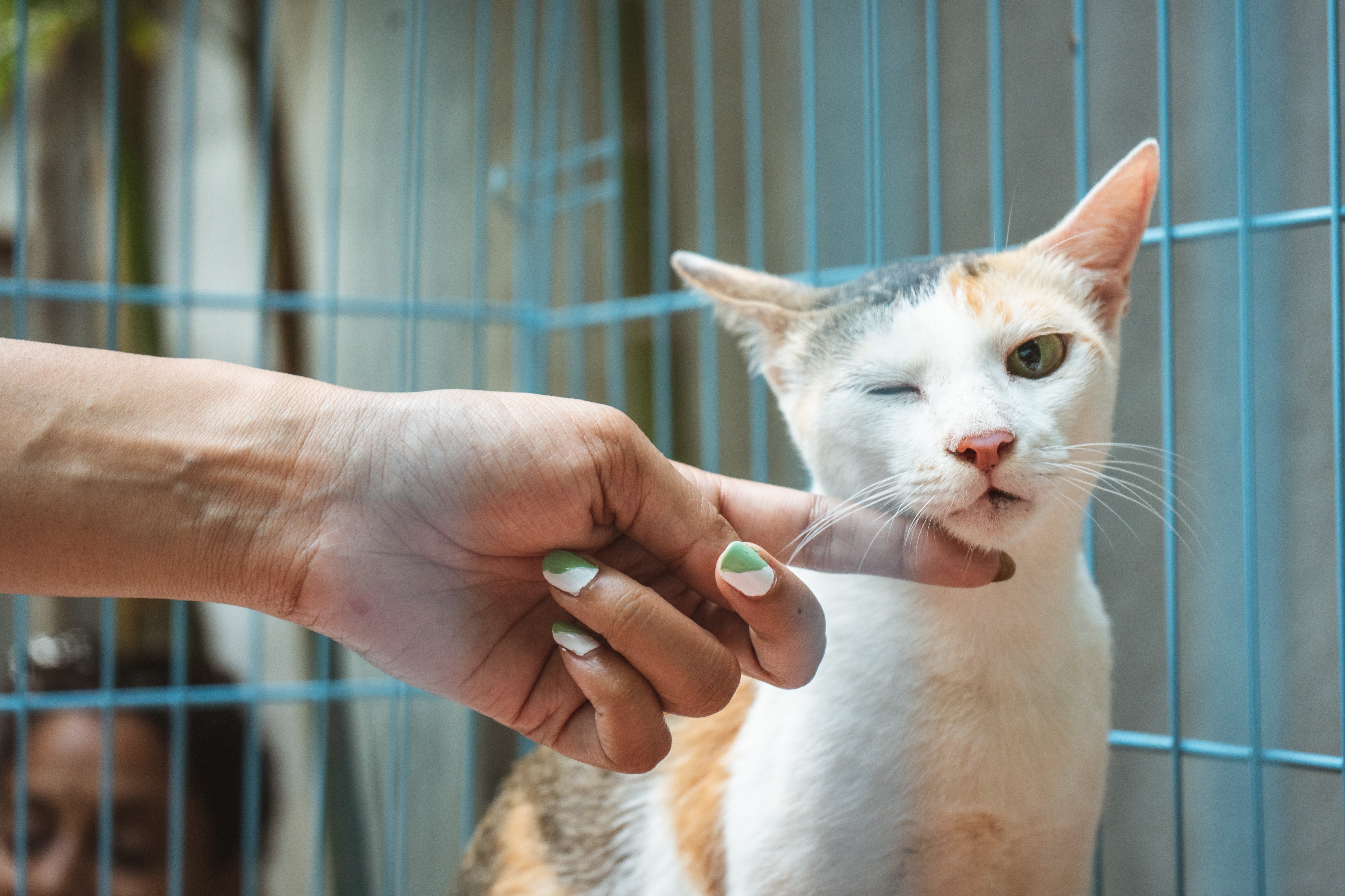 cat getting pet