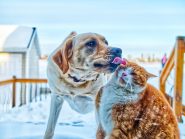 What is a pre-existing condition for pet insurance?