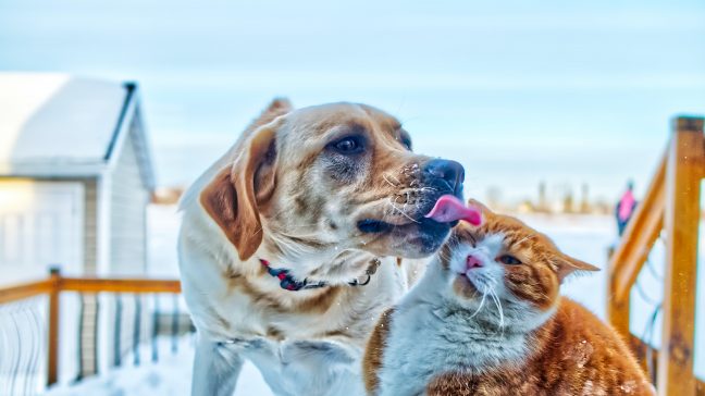 What is a pre-existing condition for pet insurance?