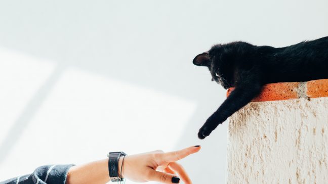 Pet insurance plans