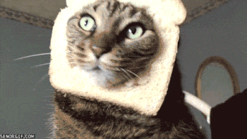 A gif of a surprised-looking cat with its head stuck through a piece of bread