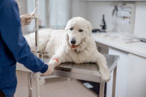 Which Pet Insurance Has No Waiting Period