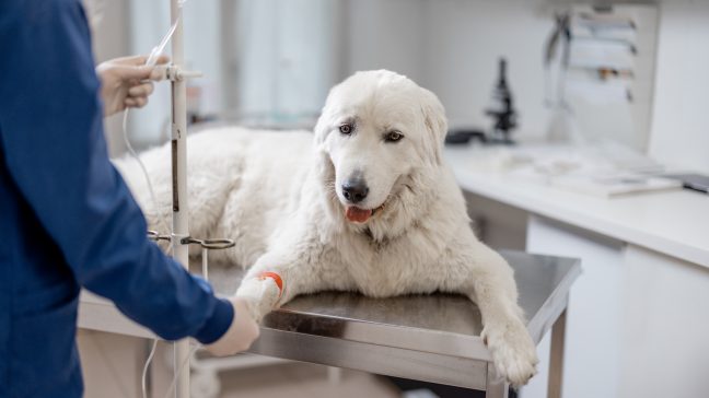 Which Pet Insurance Has No Waiting Period