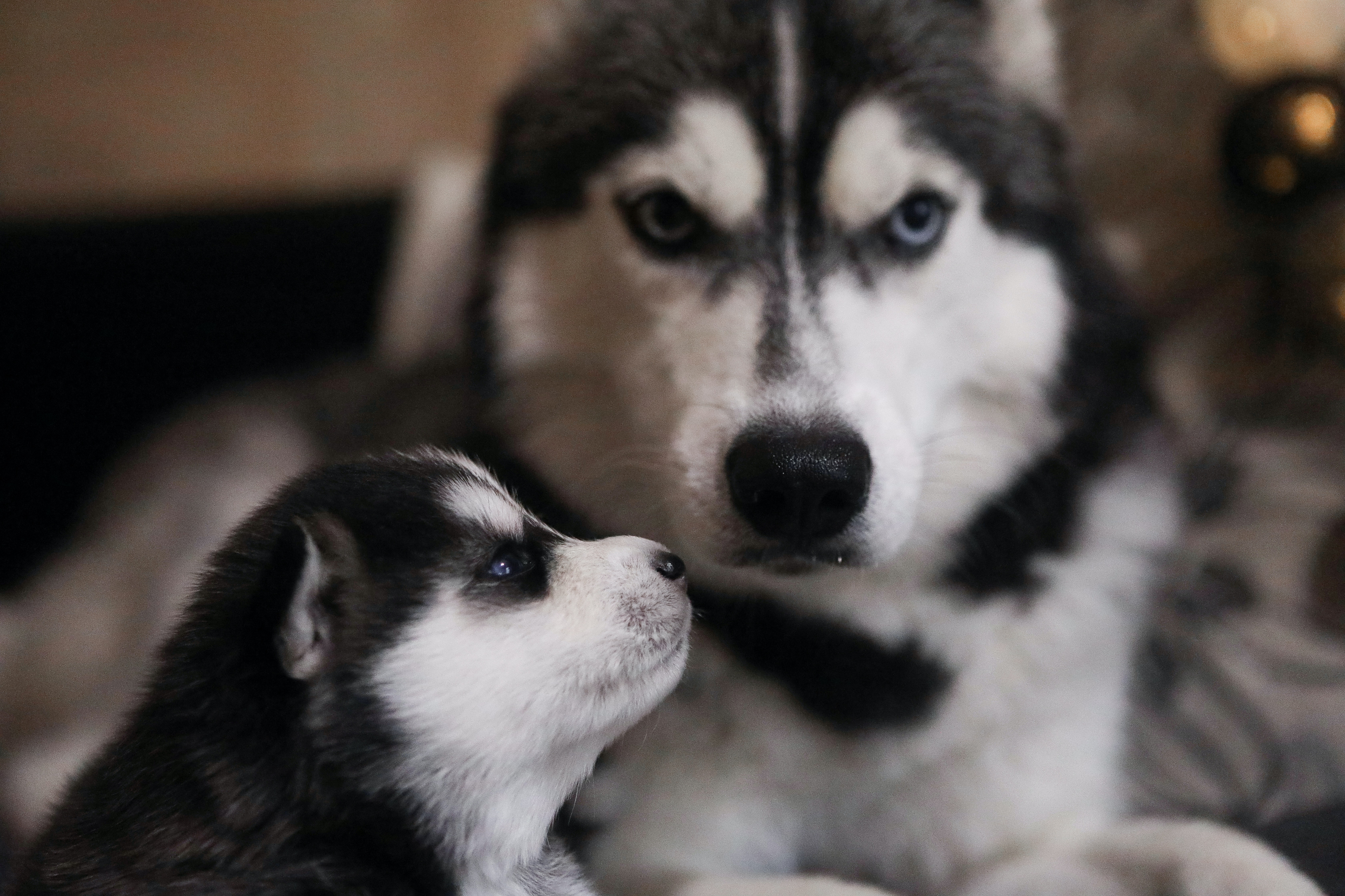 Which Pet Insurance Covers Neutering – Is There Any? - Money Under 30 Which Pet Insurance Covers Neutering – Is There Any? - Money Under 30