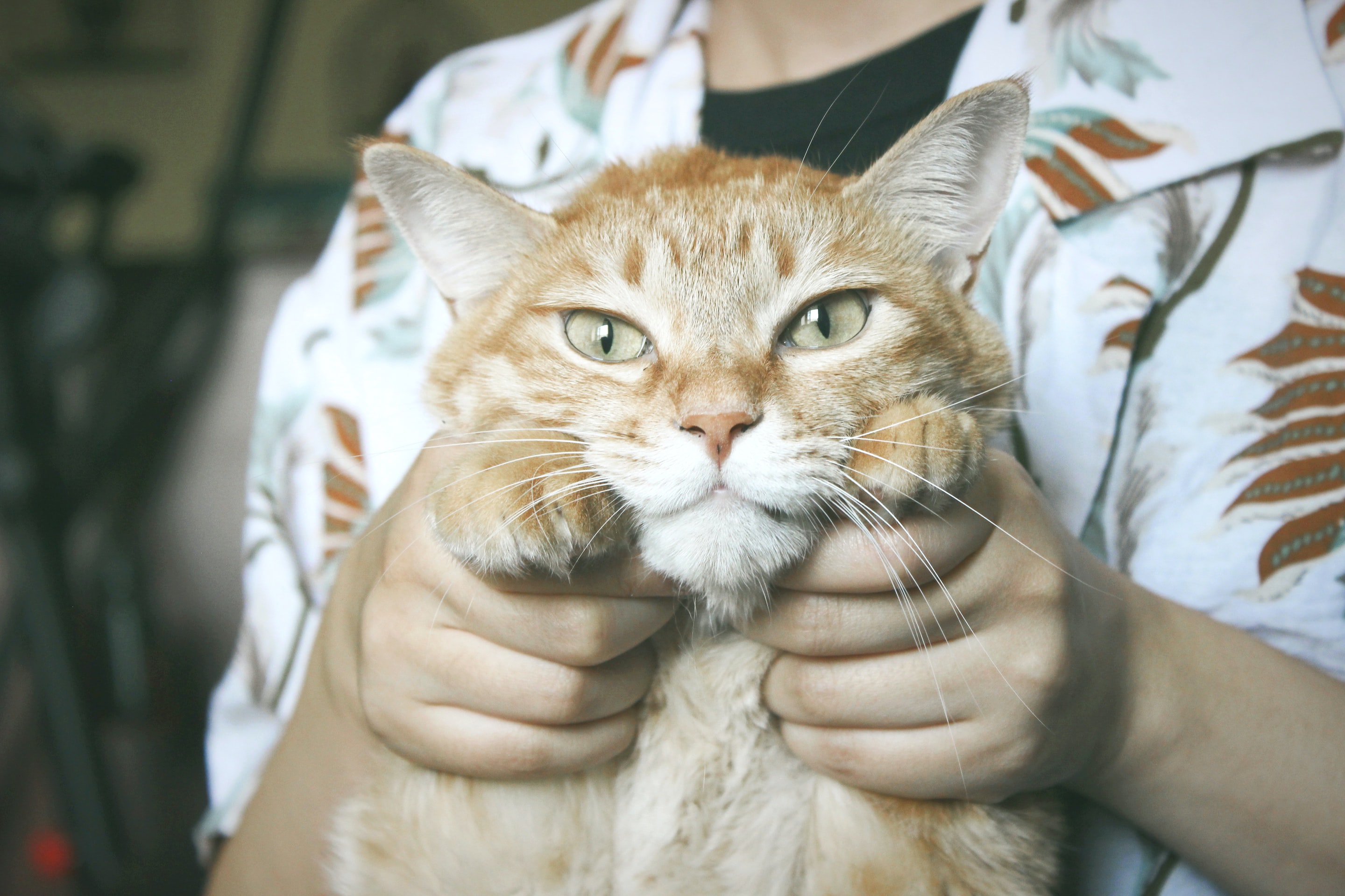 Which Pet Insurance Covers Neutering – Is There Any? - Money Under 30 Which Pet Insurance Covers Neutering – Is There Any? - Money Under 30