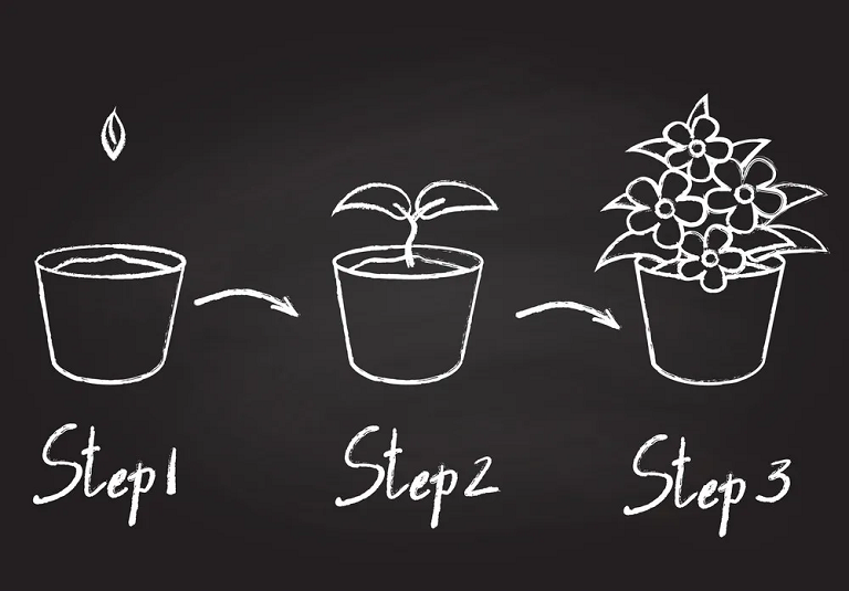 step by step chalkboard illustration to growing a potted plant