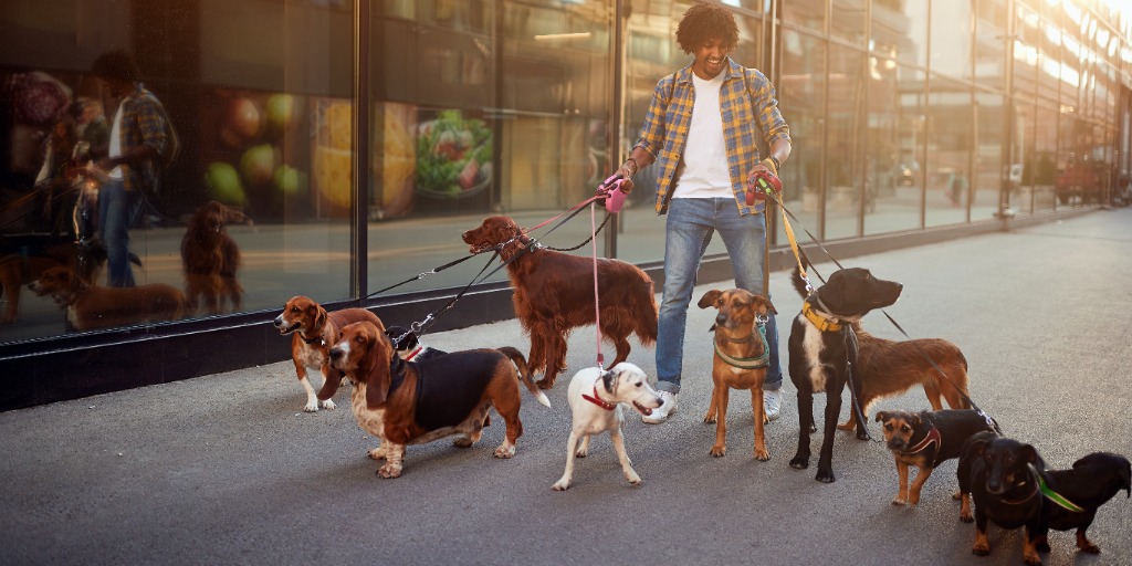 professional dog walker walking the dogs of his clients for payment in city. From "30 businesses to start with little money in 2024".